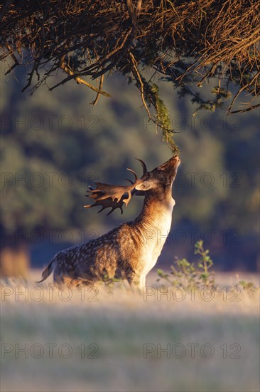 Fallow deer