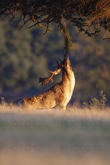 Fallow deer