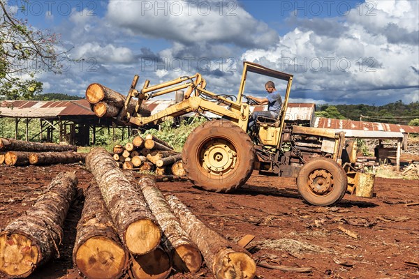 Portrait of tractor driver at sawmill