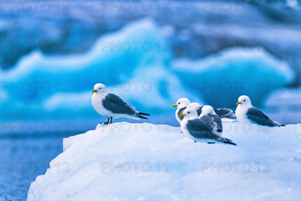 Flock with Black-legged kittiwake