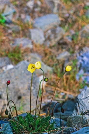 Flowering Svalbard poppy