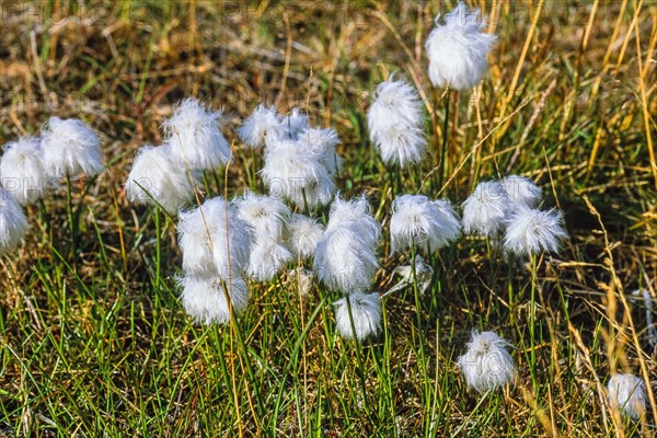 Flowering white cottongrass