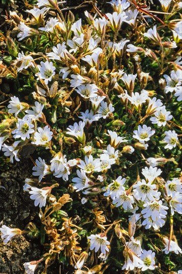 Beautiful arctic flowers