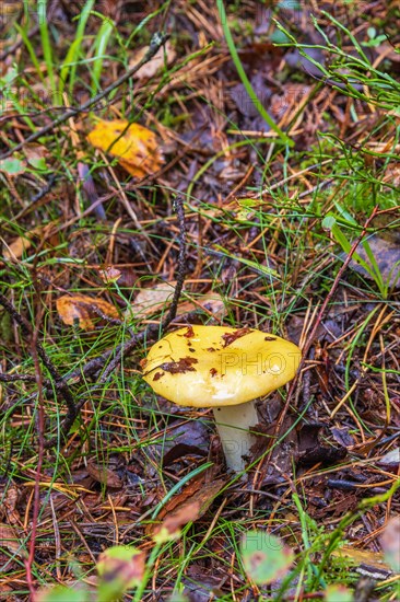 Yellow swamp russula