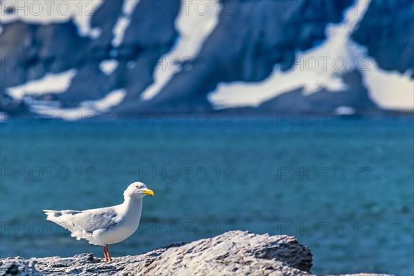 Glaucous gull