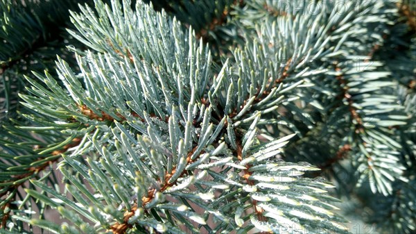 Blurred background with pine branches