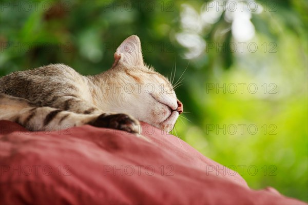 Kitten sleeping and enjoying the warmth of the summer afternoon