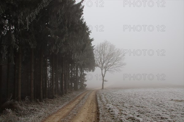 Foot path in the woodland forest hidden in a thick winter fog