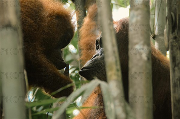 Mother and juvenile sumatran orangutan