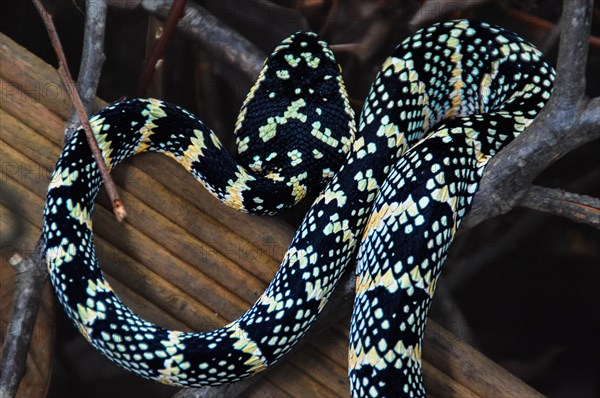 Female Tropidolaemus wagleri