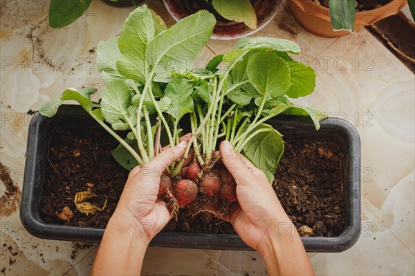 Hands harvesting red radish planted in pots at a balcony urban garden