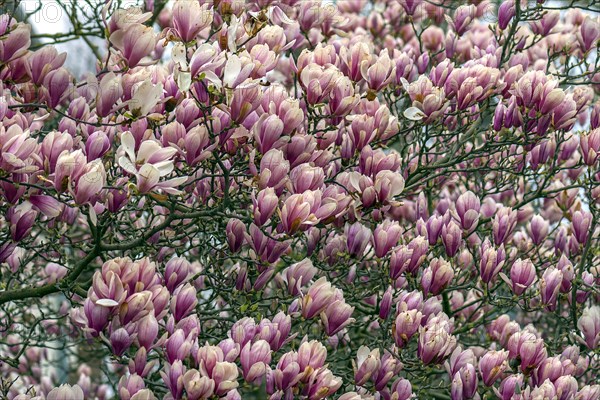 Flowering magnolias