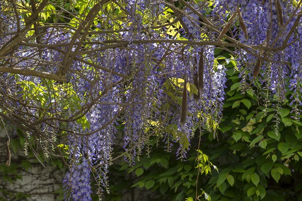 Flowering wisterias