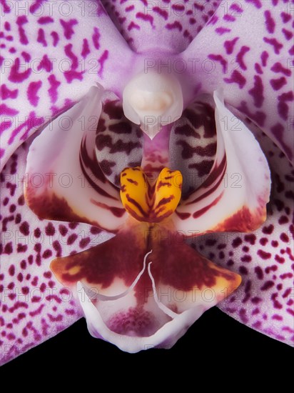 Flower of an orchid