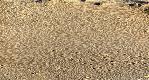 Sand and footprints patterns of nordic dunes