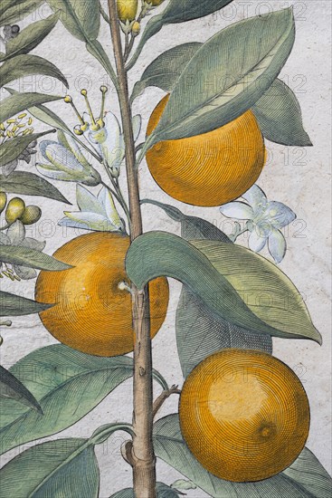 Branch with oranges