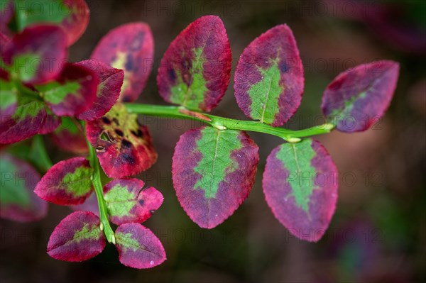 Reddish-purple coloured leaves
