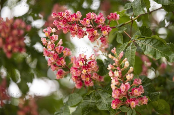 Red-flowered horse chestnut