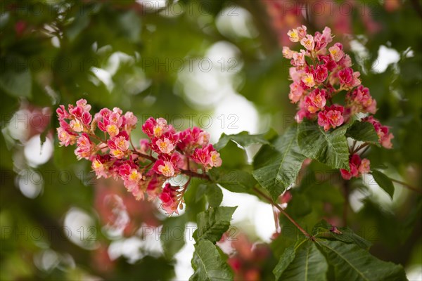 Red-flowered horse chestnut