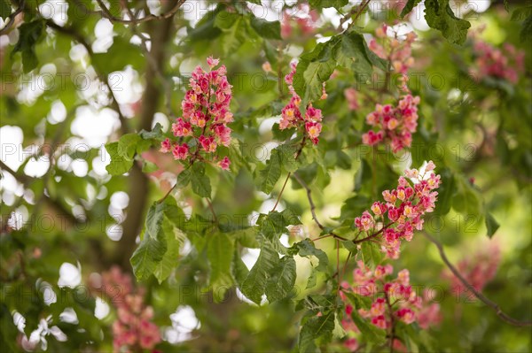 Red-flowered horse chestnut