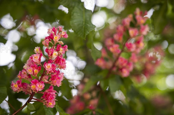 Red-flowered horse chestnut