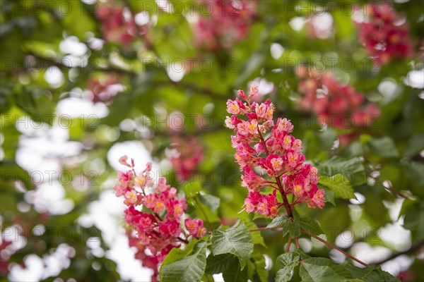 Red-flowered horse chestnut