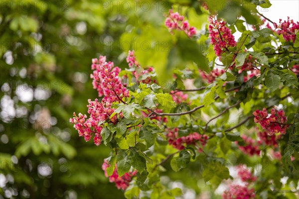 Red-flowered horse chestnut