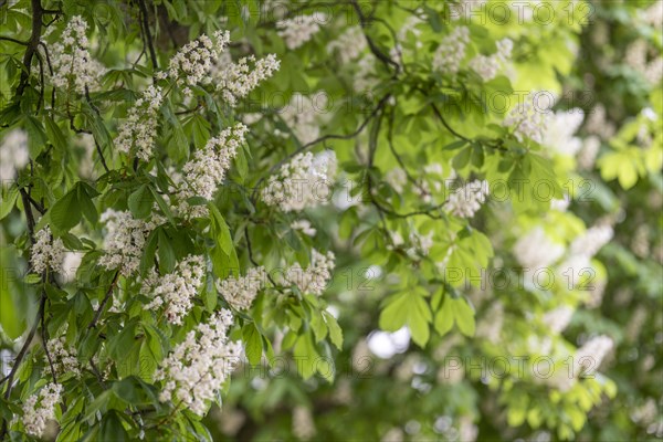 Flowering horse chestnut