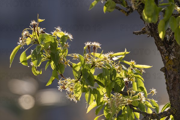 Old pear tree