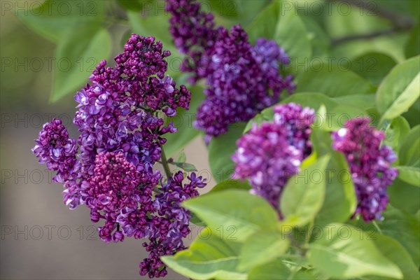 Common lilac