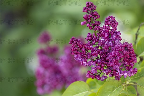 Common lilac