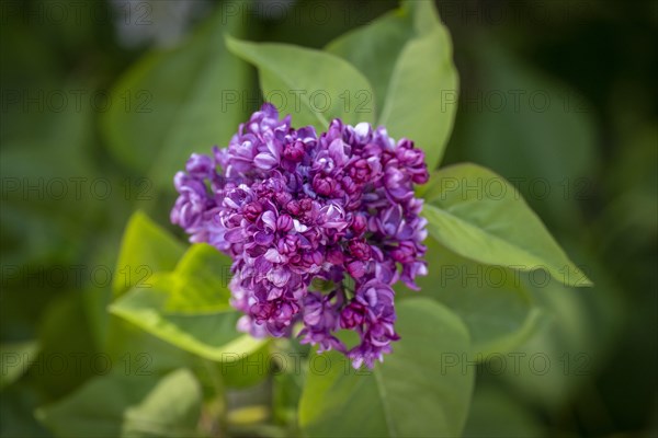 Common lilac