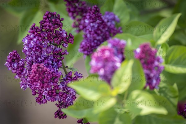 Common lilac