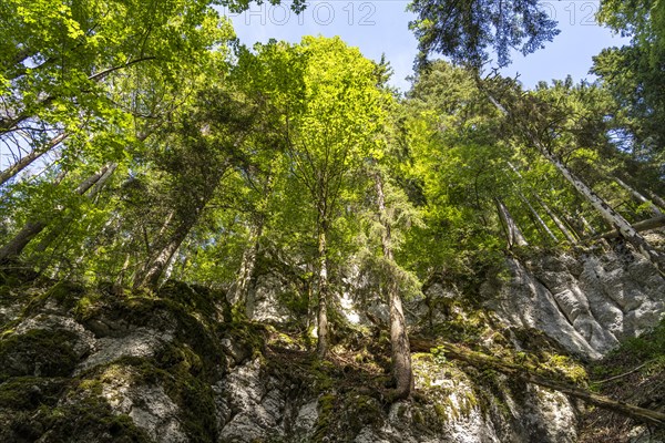 The forest along the hiking trail around the Lac des Moron reservoir between Switzerland and France