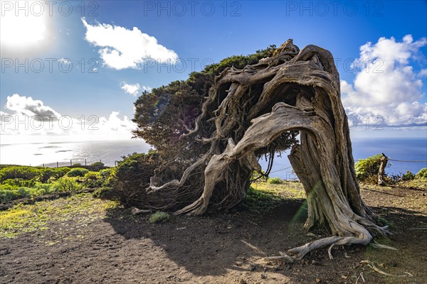 Juniper tree Sabina shaped by the wind near El Sabinar