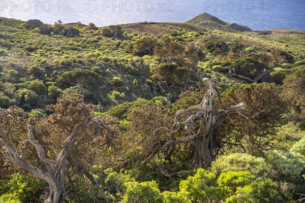 Juniper trees shaped by the wind Sabina near El Sabinar