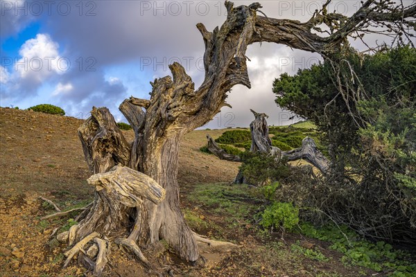 Juniper tree Sabina shaped by the wind near El Sabinar