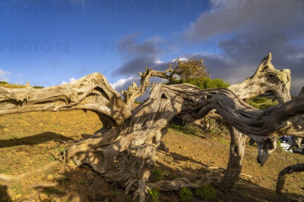 Juniper tree Sabina shaped by the wind near El Sabinar