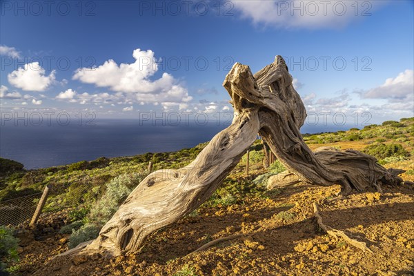 Juniper tree Sabina shaped by the wind near El Sabinar