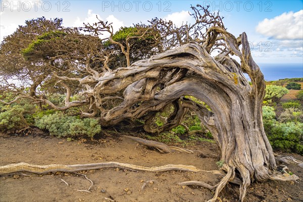 Juniper tree Sabina shaped by the wind near El Sabinar