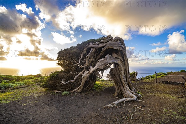 Juniper tree Sabina shaped by the wind near El Sabinar