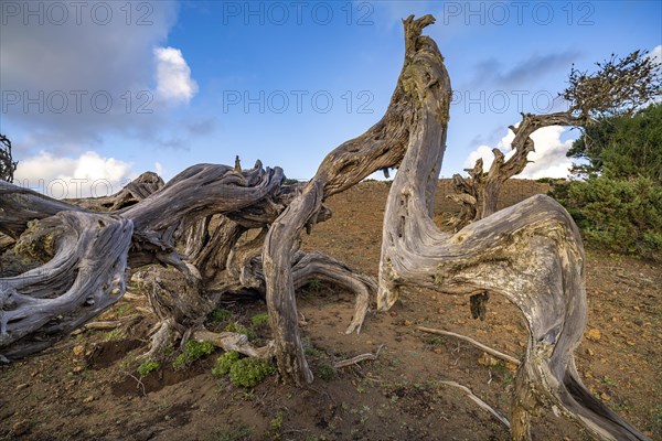 Juniper tree Sabina shaped by the wind near El Sabinar