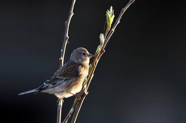 Female blood linnet