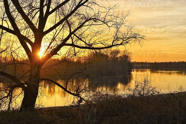 Sunbeams in a bare deciduous tree on the Altrhein in Xanten Lower Rhine