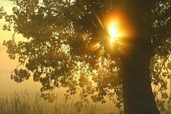 Autumn poplar