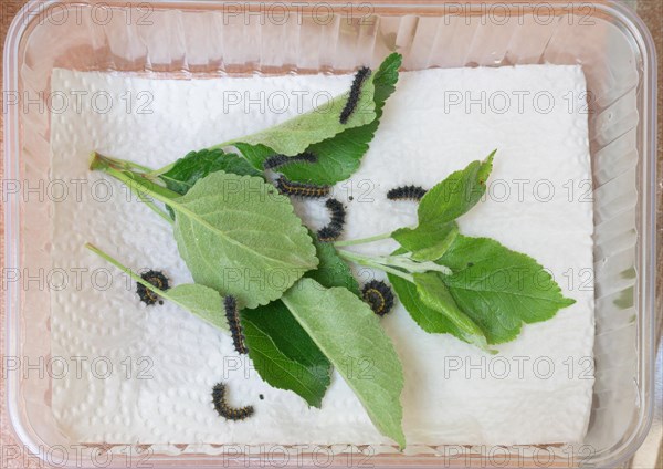 Breeding of caterpillars of the small night peacock