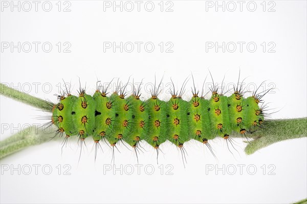 Caterpillar of the small night peacock