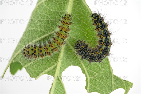 Two caterpillars of the small night peacock