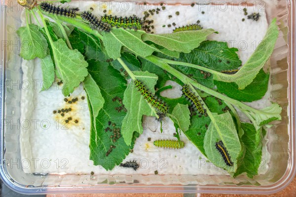 Breeding of caterpillars of the small night peacock