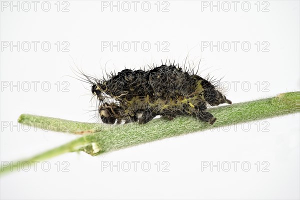 Caterpillar skin of the small night peacock